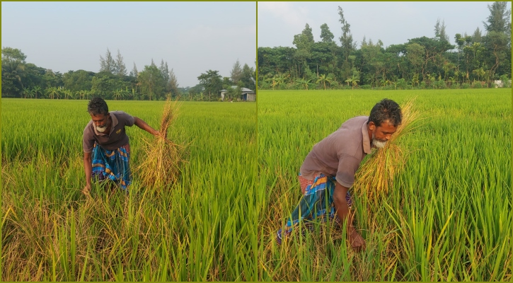 আমন ক্ষেতে ‘কট’ ইঁদুরের হানা 